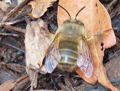 Anthophora villosula