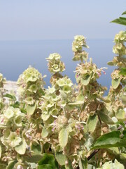 Pseudodictamnus acetabulosus