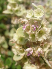 Pseudodictamnus acetabulosus