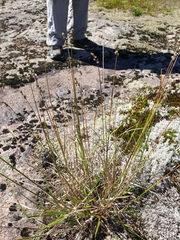Carex cumulata
