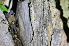 Gehyra fehlmanni