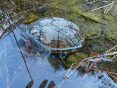 Kinosternon integrum