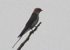 Cecropis abyssinica
