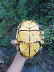 Kinosternon integrum