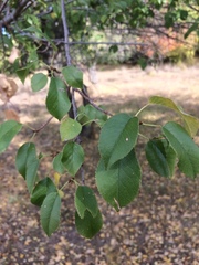 Prunus mahaleb