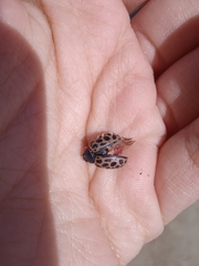 Calligrapha polyspila