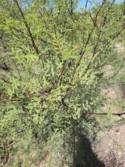 Vachellia constricta
