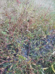 Persicaria hydropiper