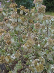 Pycnanthemum incanum