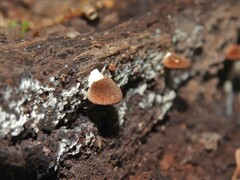 Crepidotus crocophyllus