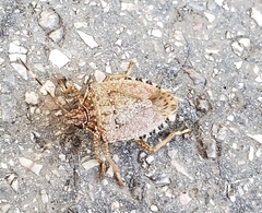 Halyomorpha halys