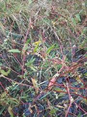 Persicaria hydropiper
