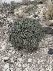 Eriogonum shockleyi