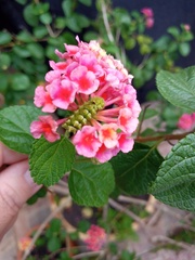 Cyanophrys herodotus