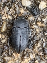 Asiopus minimus