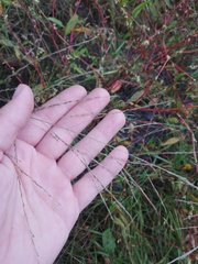 Eragrostis albensis