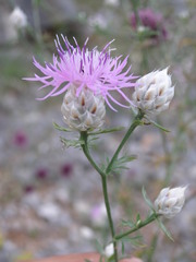 Centaurea deusta