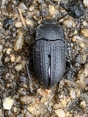 Asiopus minimus