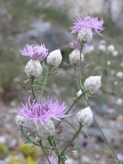 Centaurea deusta
