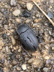 Asiopus minimus