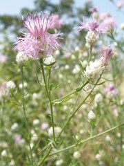 Centaurea deusta