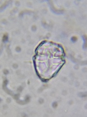 Parvodinium inconspicuum