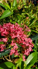 Centranthus ruber