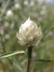 Centaurea deusta