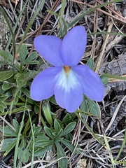 Viola pedata
