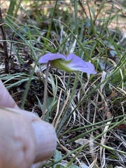 Viola pedata