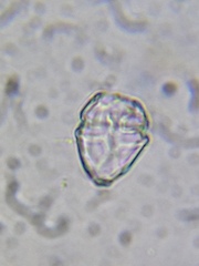 Parvodinium inconspicuum