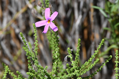 Jamesbrittenia microphylla