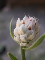 Centaurea deusta