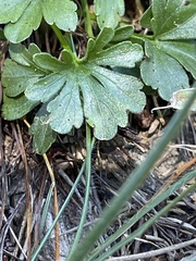 Viola pedata