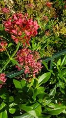 Centranthus ruber