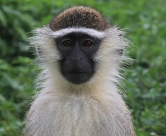 Chlorocebus tantalus