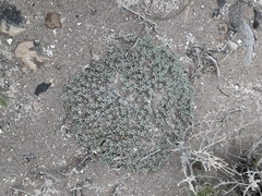 Eriogonum shockleyi