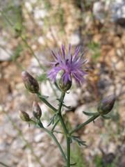 Centaurea glaberrima