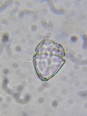 Parvodinium inconspicuum