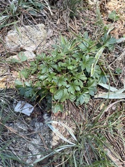 Viola pedata