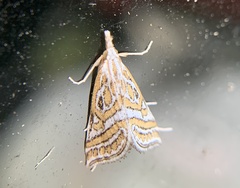 Leptosteges parthenialis