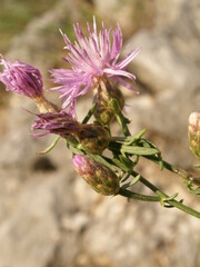 Centaurea glaberrima