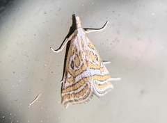 Leptosteges parthenialis
