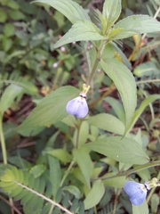 Violaceae