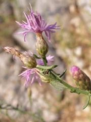 Centaurea glaberrima