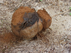 Pisolithus arhizus