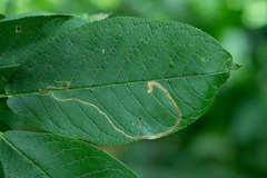Lyonetia clerkella