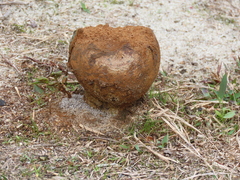 Pisolithus arhizus