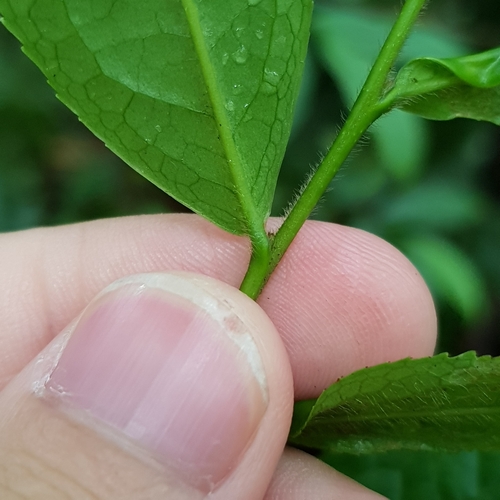 Eurya acuminata, photograph 6