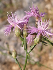 Centaurea glaberrima